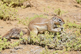 Imagem de Xerus subgen. Geosciurus Smith 1834