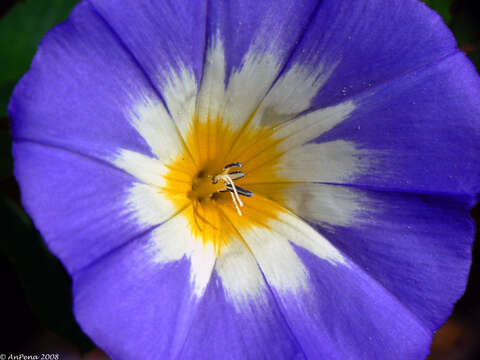 Image de Convolvulus tricolor L.