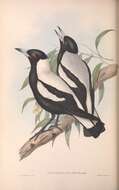Image of woodswallows