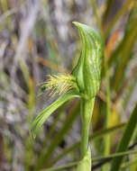 Image of Plumed greenhood