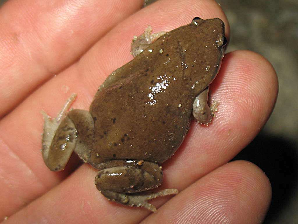 Image of Great Plains Narrowmouth Toad