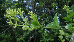 Mikania salzmanniifolia DC. resmi