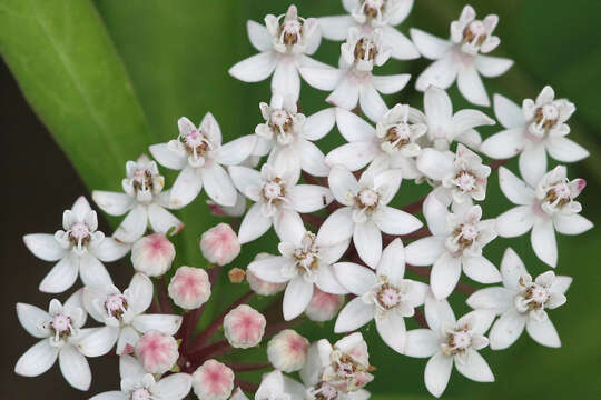 Image of aquatic milkweed