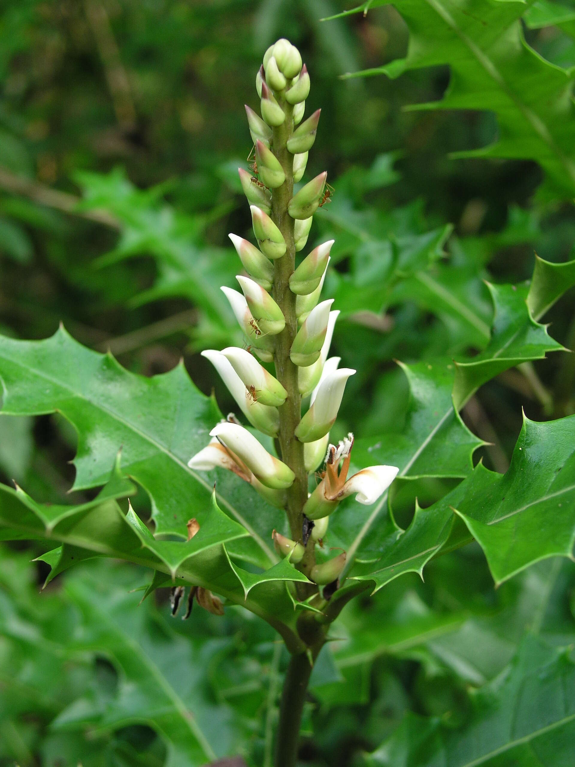 Image of acanthus