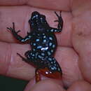 Image of Haraldmeier's Mantella