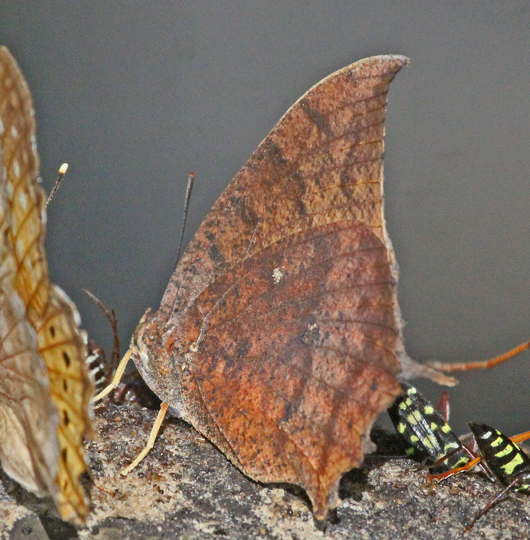 Image of Leafwings