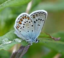 Imagem de Plebejus argus (Linnaeus 1758)