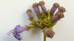 Image of Vitex rufescens A. Juss.