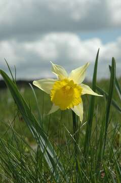 Image of daffodil