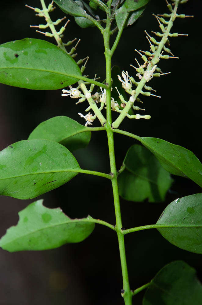 Image of Helixanthera