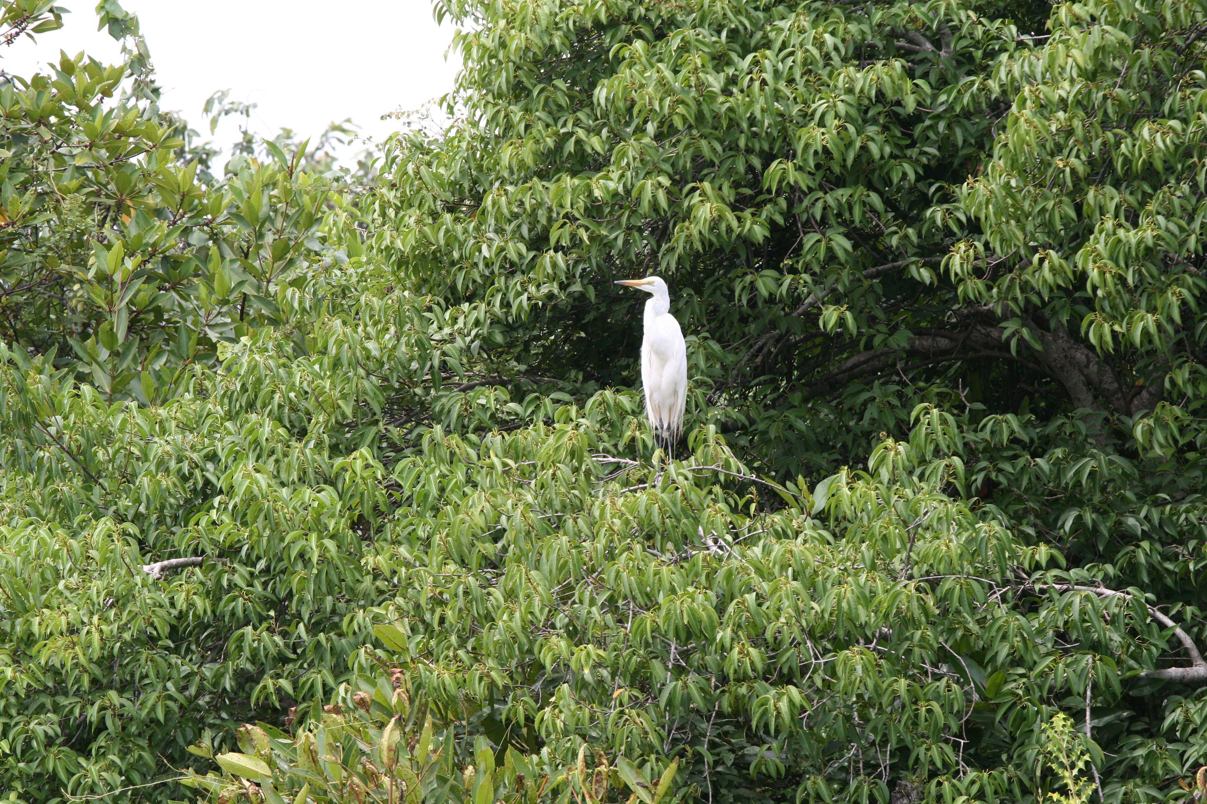 Image of Great Egret