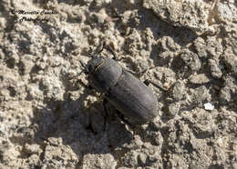 Image of Dorcus parallelipipedus (Linnaeus 1758)