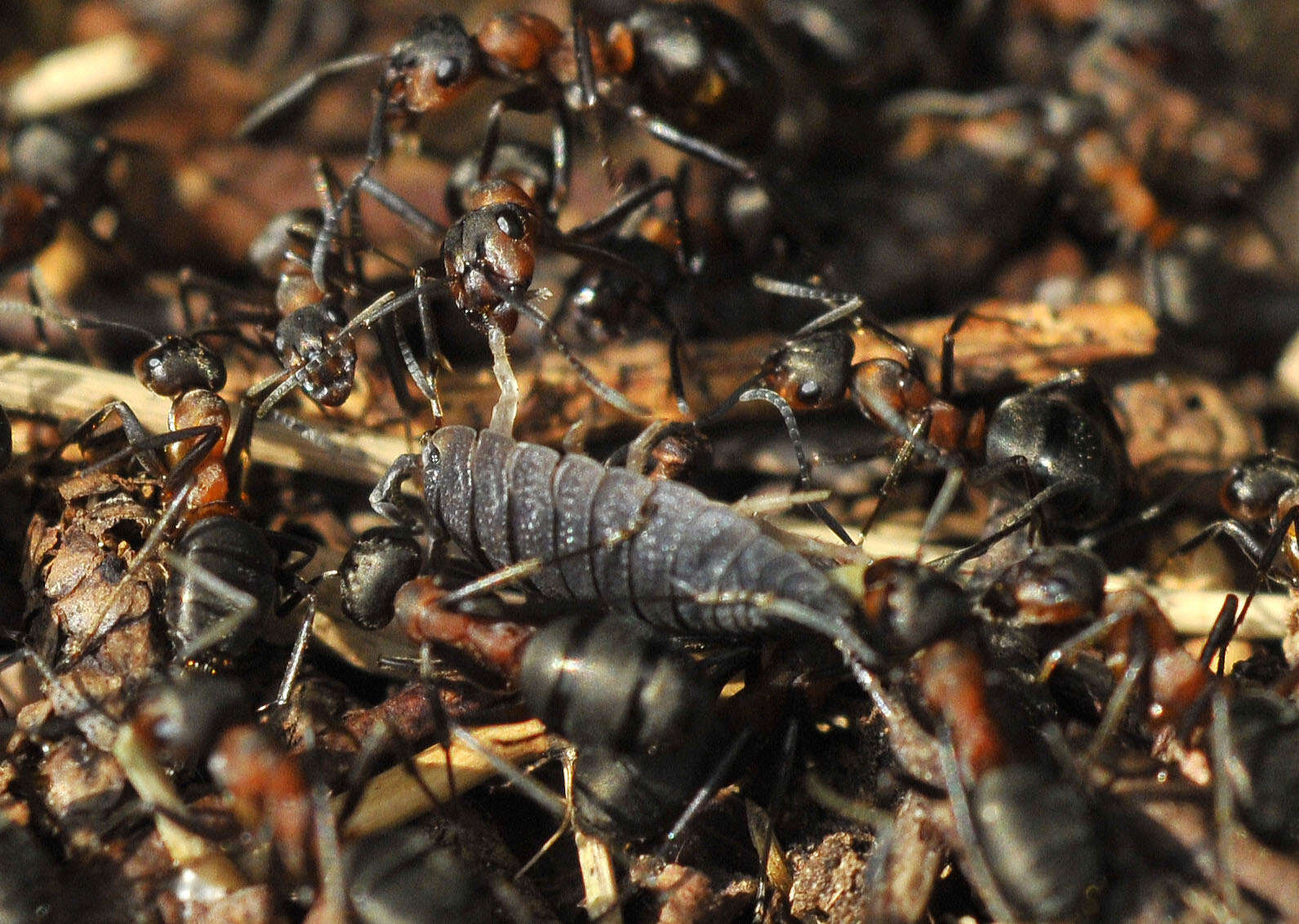 Image of wood ant