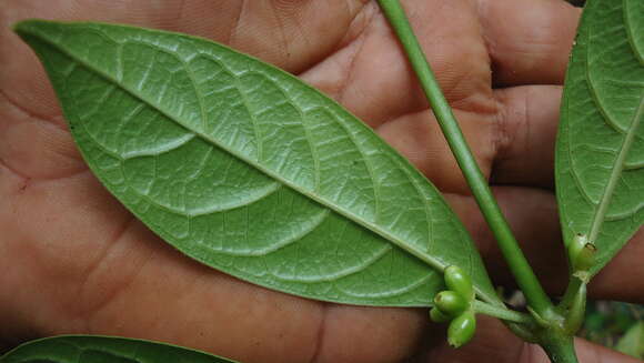 Image of Rubiaceae