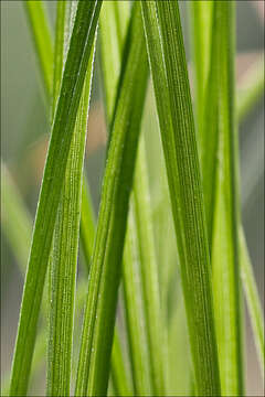 Image de Carex alba Scop.