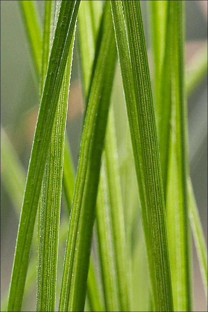 Image de Carex alba Scop.