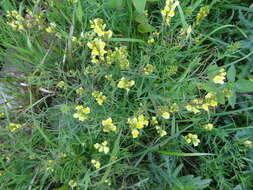 Image of Common Toadflax