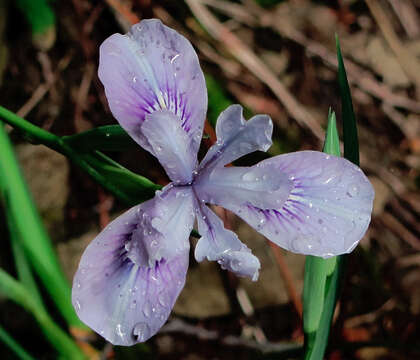 Image of Thompson's iris