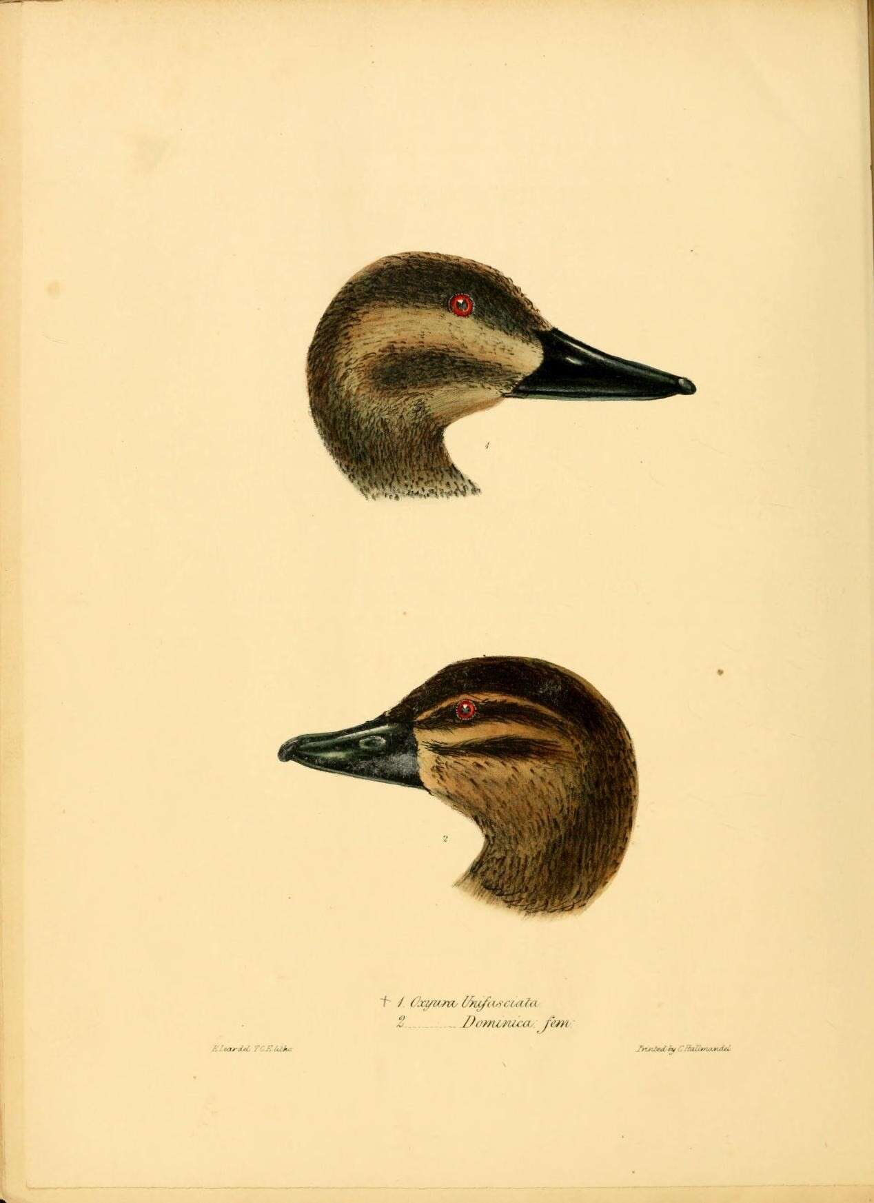 Image of Oxyura Bonaparte 1828