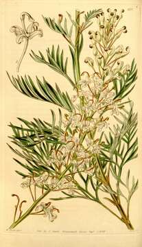 Image of Lomatia tinctoria (Labill.) R. Br.