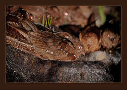 Image of oilbirds