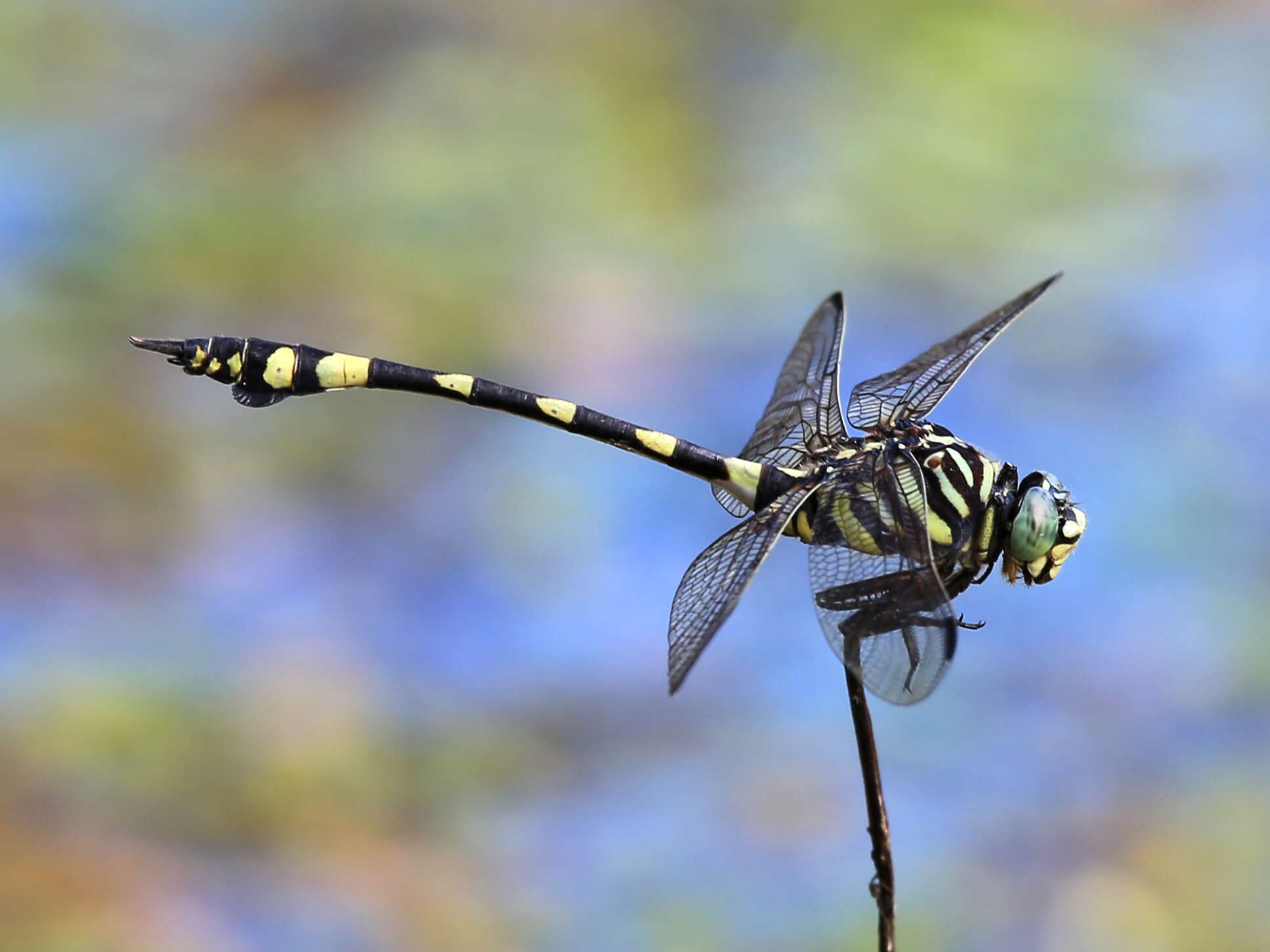 Image of Ictinogomphus Cowley 1934