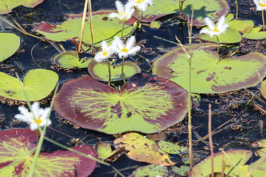 Image of Water-snowflake