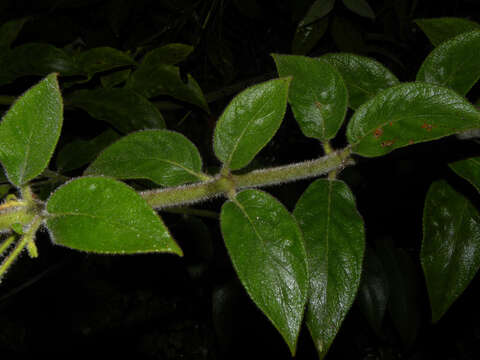 Image of Kohleria allenii Standl. & L. O. Williams