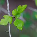 Image of green hawthorn