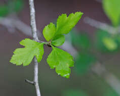 Image of green hawthorn