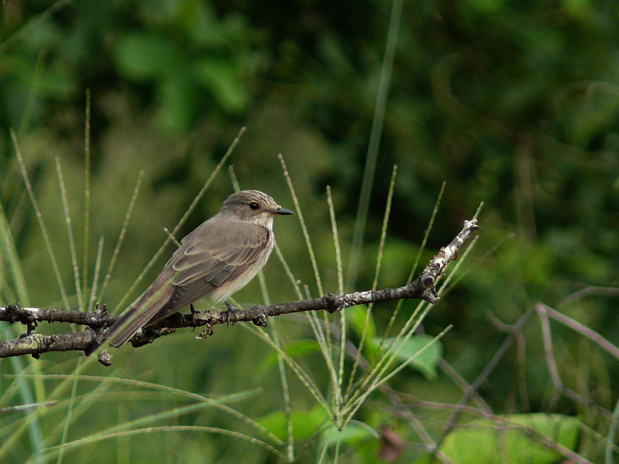 Image of Muscicapa Brisson 1760