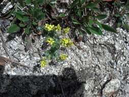 Image of globefruit draba