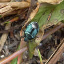 Image of Blue Shieldbug