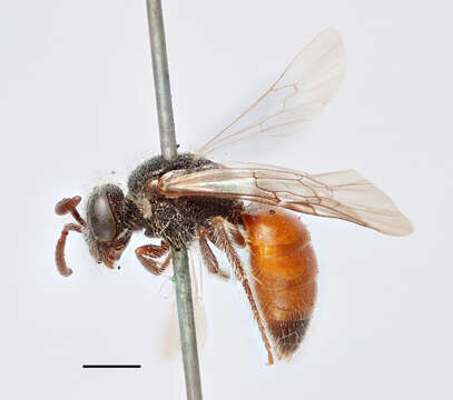 صورة Sphecodes puncticeps Thomson 1870