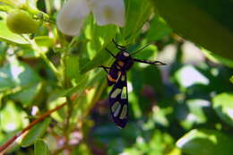 Image of Syntomoides Hampson 1893