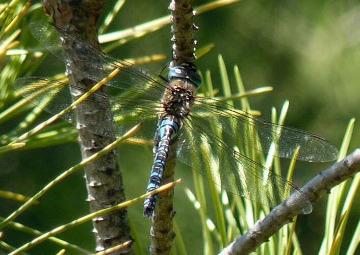 Image of hawker dragonfly