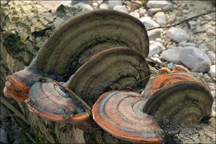 Image of Fomitopsis