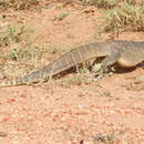 Varanus panoptes panoptes (Storr 1980)的圖片