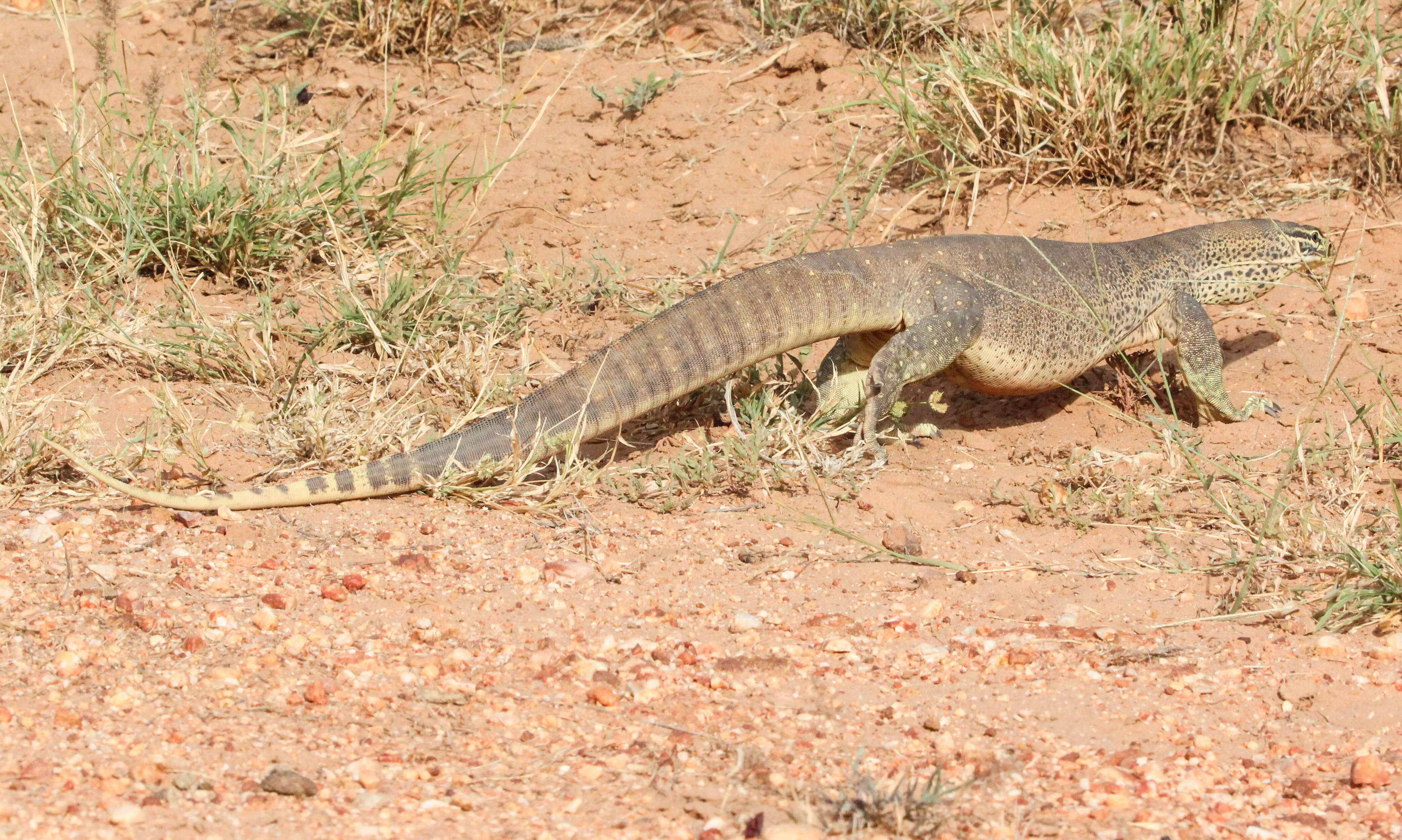 صورة Varanus panoptes Storr 1980