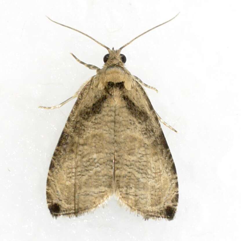 Image of Wretched Olethreutes Moth