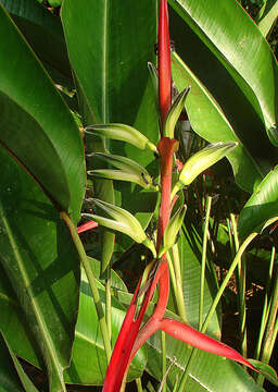 Image of Heliconia julianii Barreiros