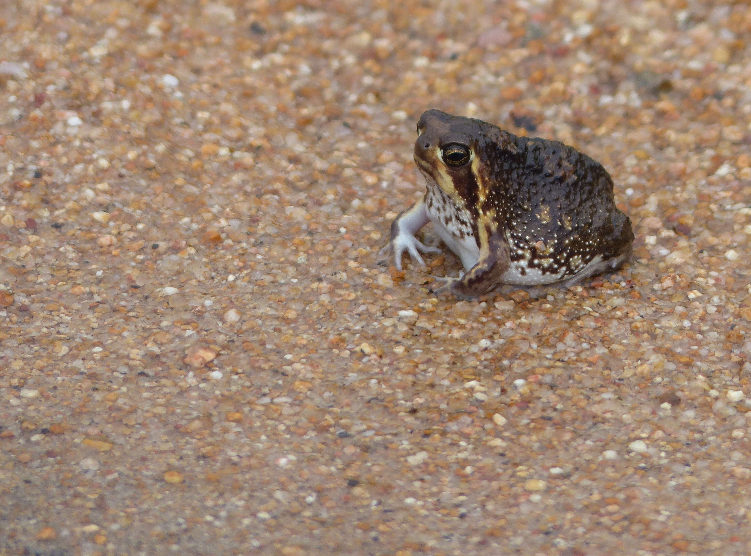 Image of Common Rain Frog