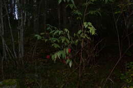 Image of Red-berried Elder