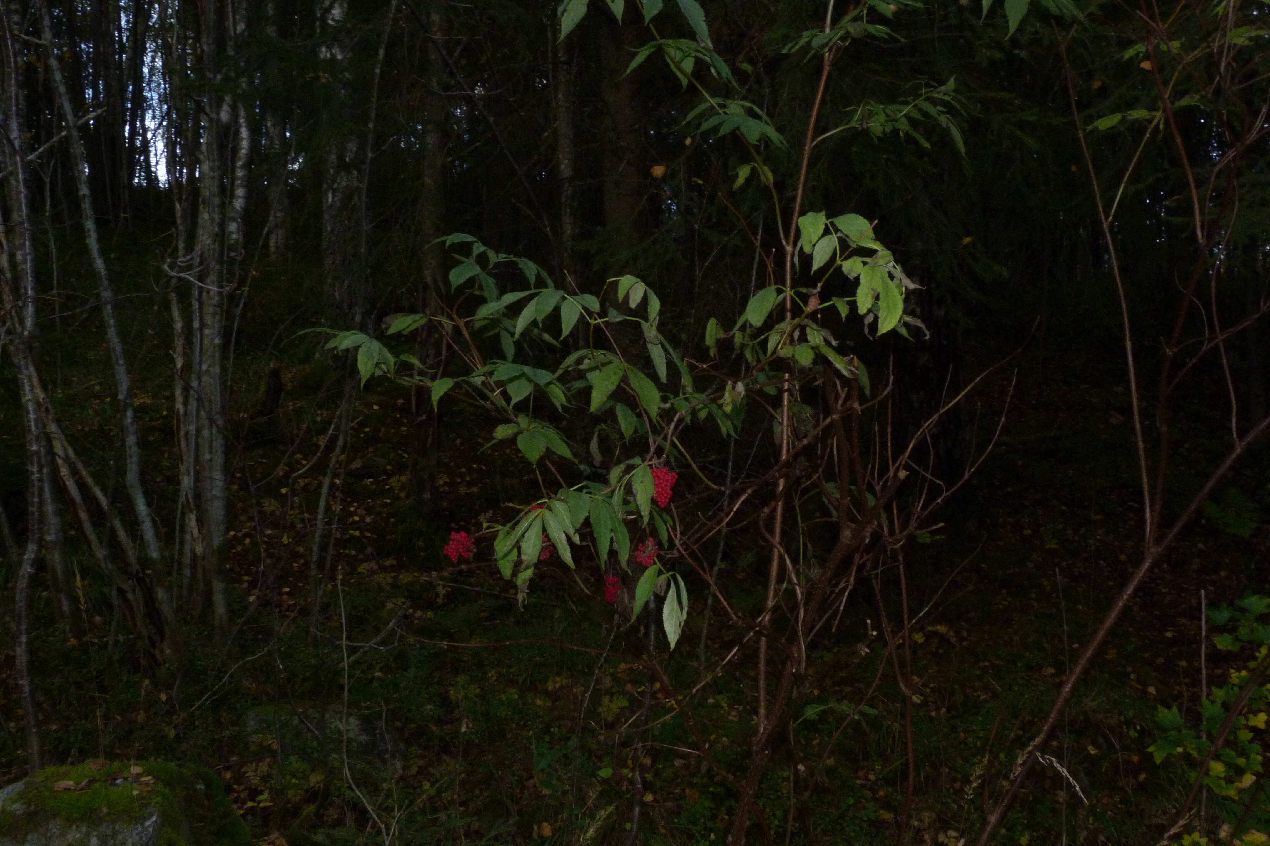 Imagem de Sambucus racemosa L.