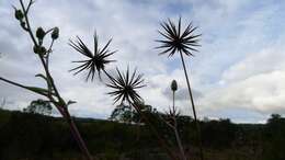 Image of Bidens subalternans DC.