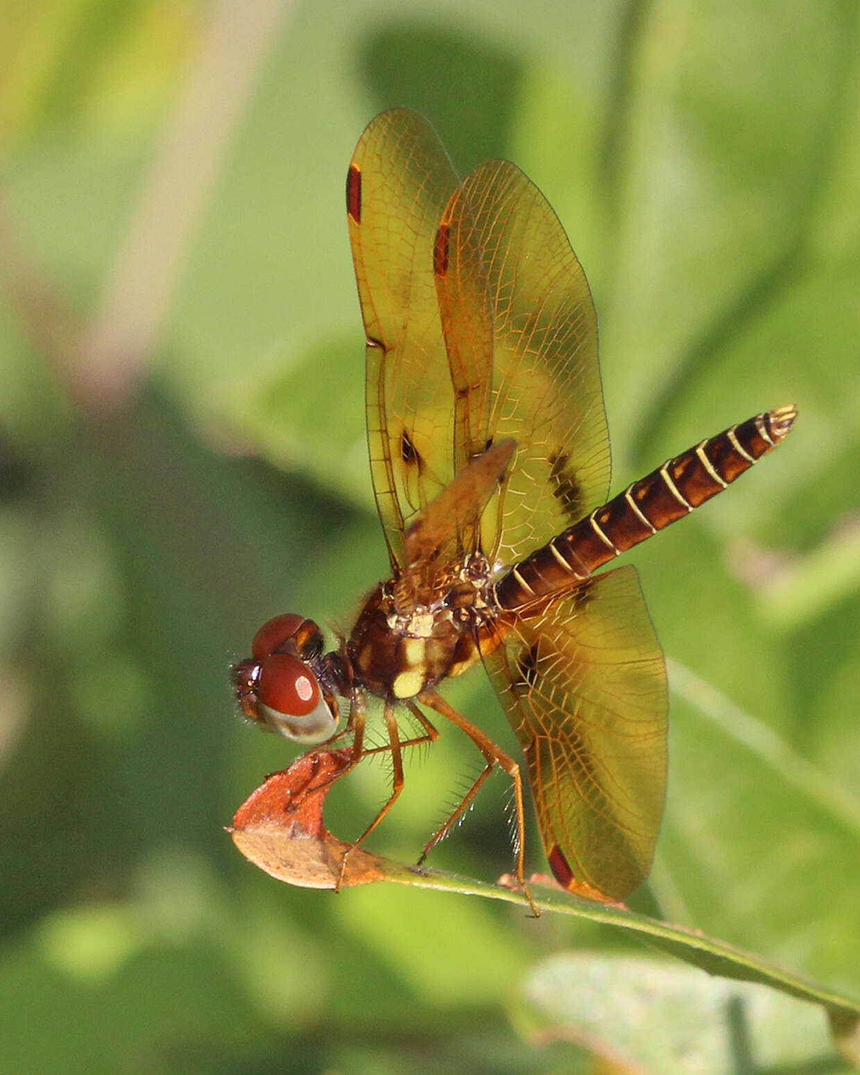 Image de Perithemis Hagen 1861