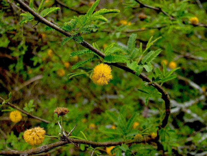 Vachellia farnesiana (L.) Wight & Arn. resmi