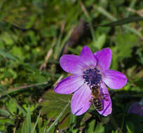 Image of broad-leaved anemone