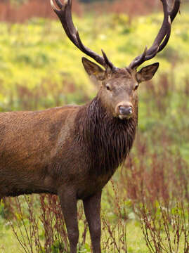 Image of Red Deer