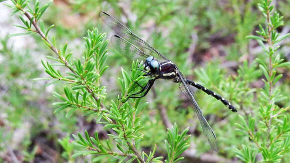 Image of Eusynthemis Förster 1903